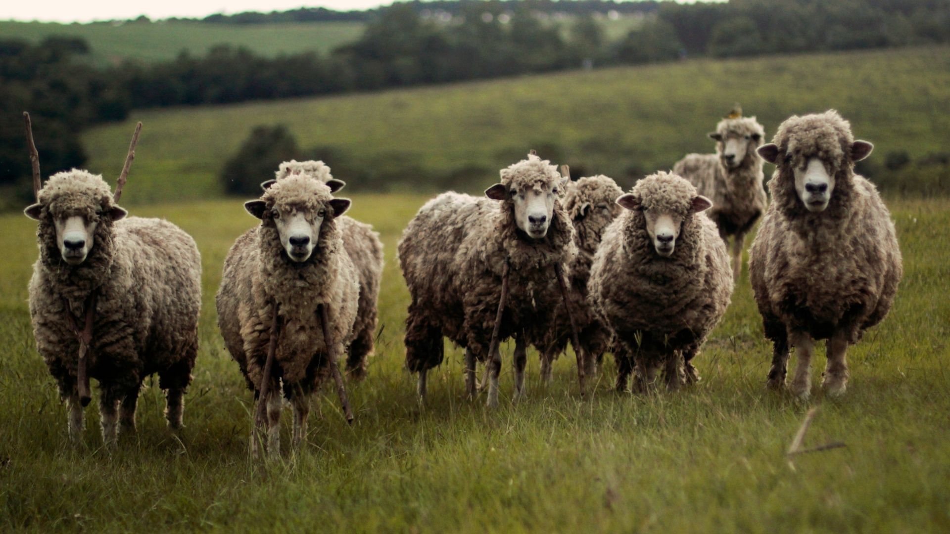 Montana man gets charged for trying to illegally make hybrid sheep (Photo by Ariana Prestes on Unsplash)