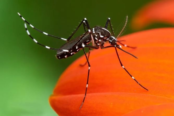 France's battle against mosquitoes intensifies ahead of Paris Olympics 2024