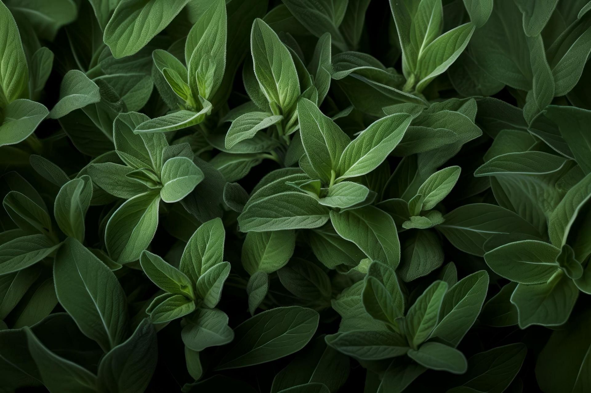 What is a sage herb and is it safe to consume? (Image by Vectonauta on Freepik)