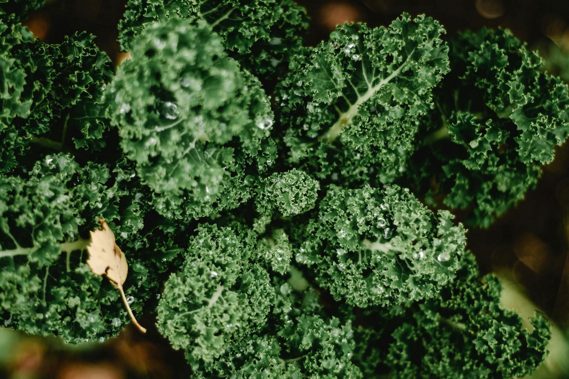 Healthy microgreens (image sourced via Pexels / Photo by eva)