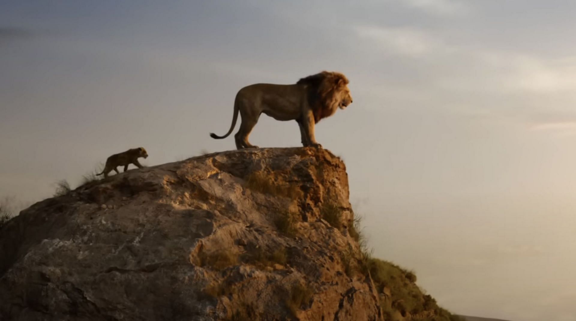 A still from the Lion King movie. (Image via Disney)