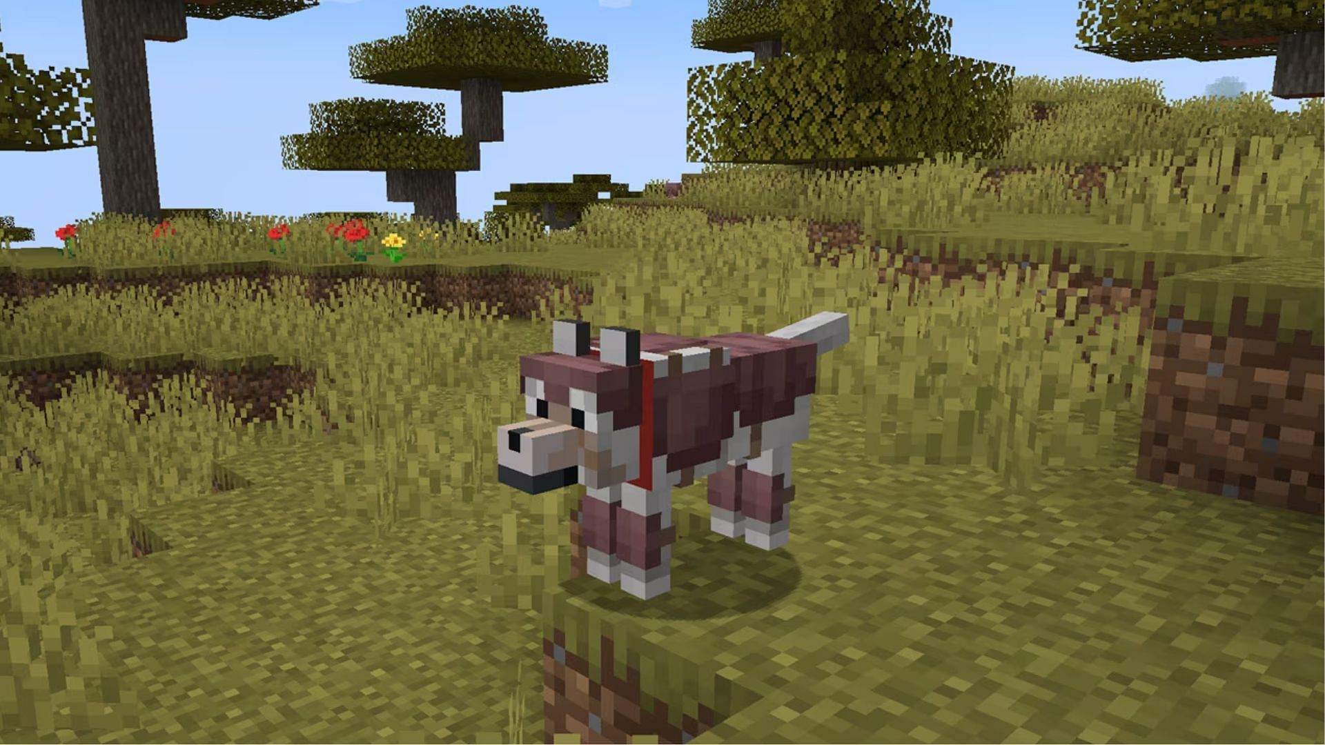 The wolf armor in the game (Image via Mojang Studios)