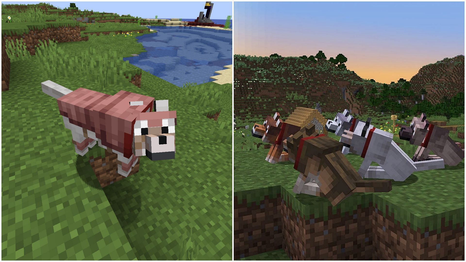 Wolf armor and wolf variants (Image via Mojang Studios)