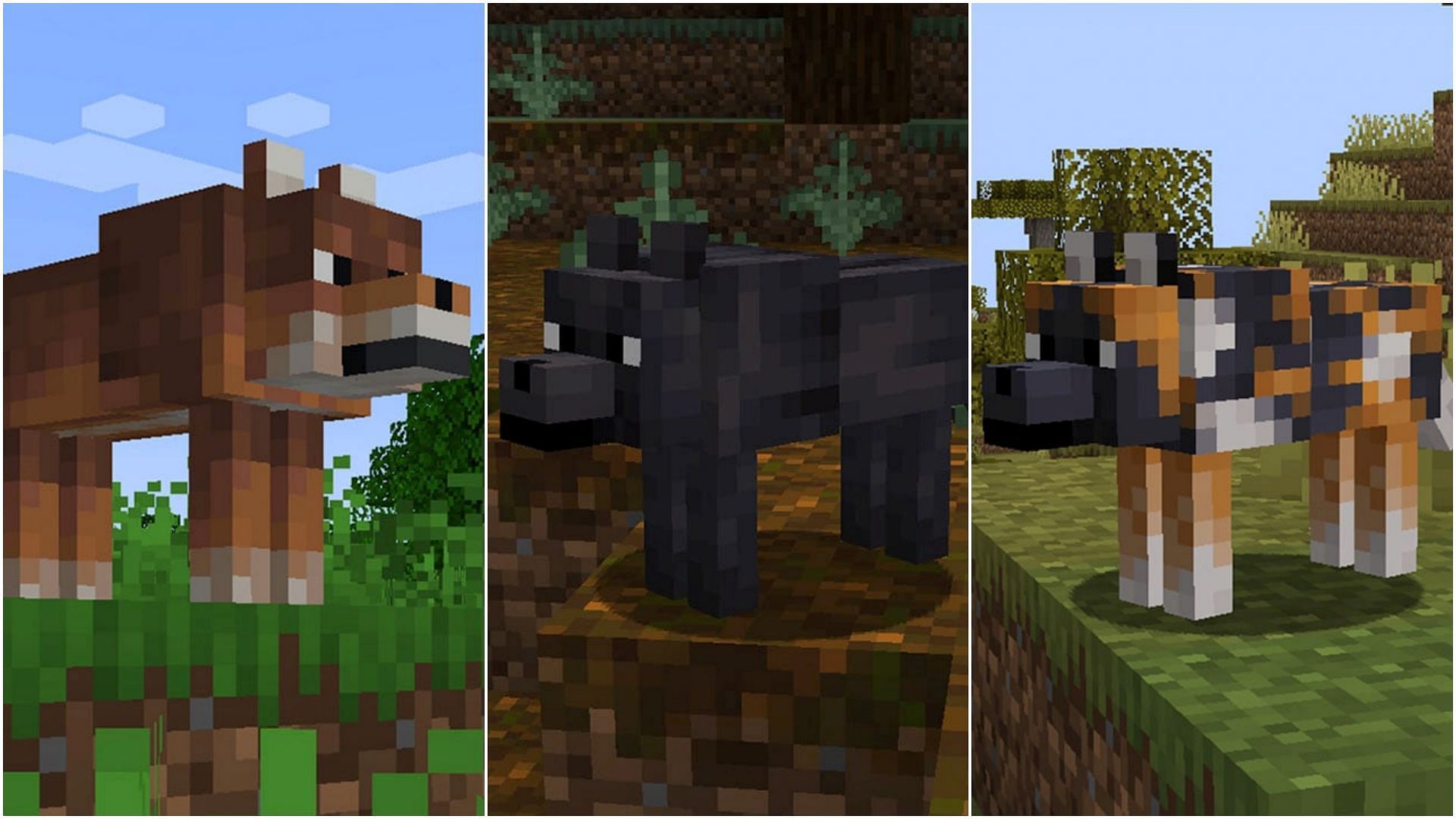 Through this seed, players can find several wolf variants, including black, spotted, and rusty wolf (Image via Mojang Studios)