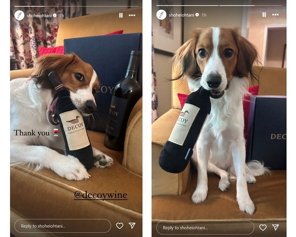 Ohtani&#039;s dog Decoy posing with wine bottles