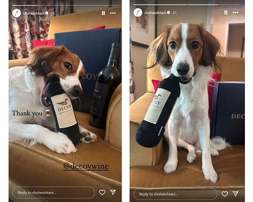 Ohtani's dog Decoy posing with wine bottles