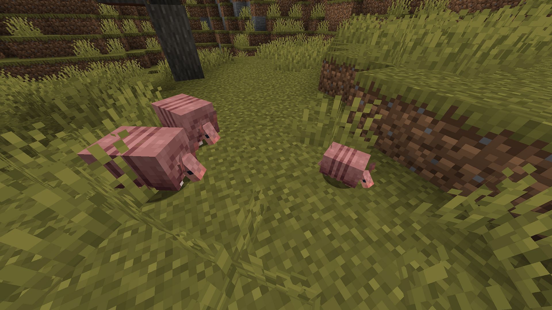 How to breed armadillos in Minecraft