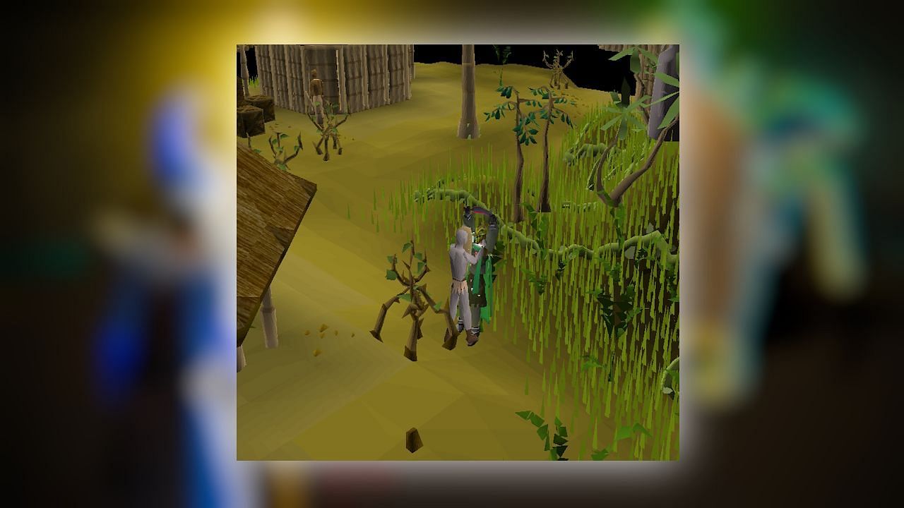 The Tai Bwo Wannai Cleanup minigame in OSRS. (Image via Jagex)