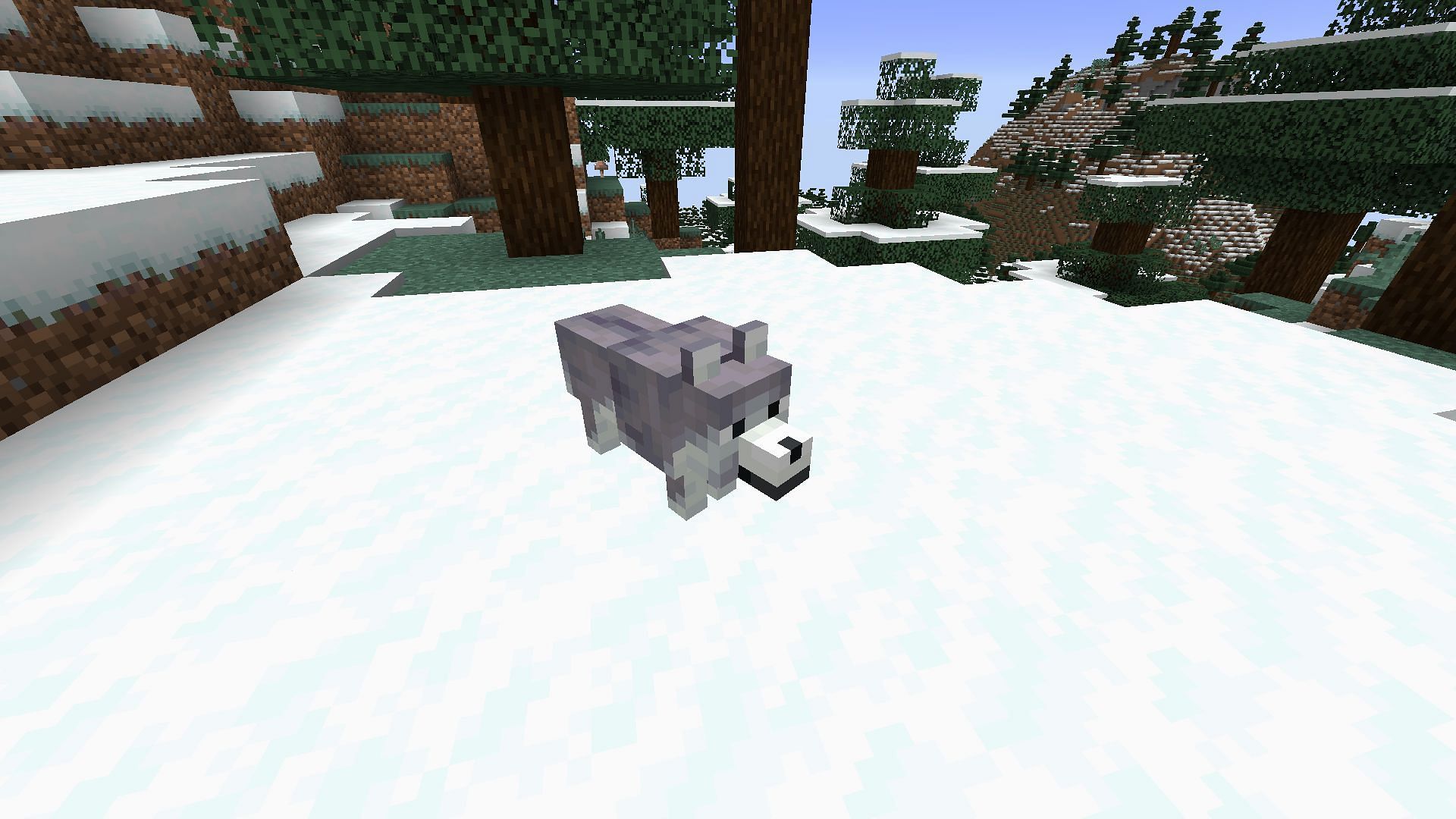 This seed will spawn players in snowy taiga where ashen wolves are found (Image via Mojang Studios)
