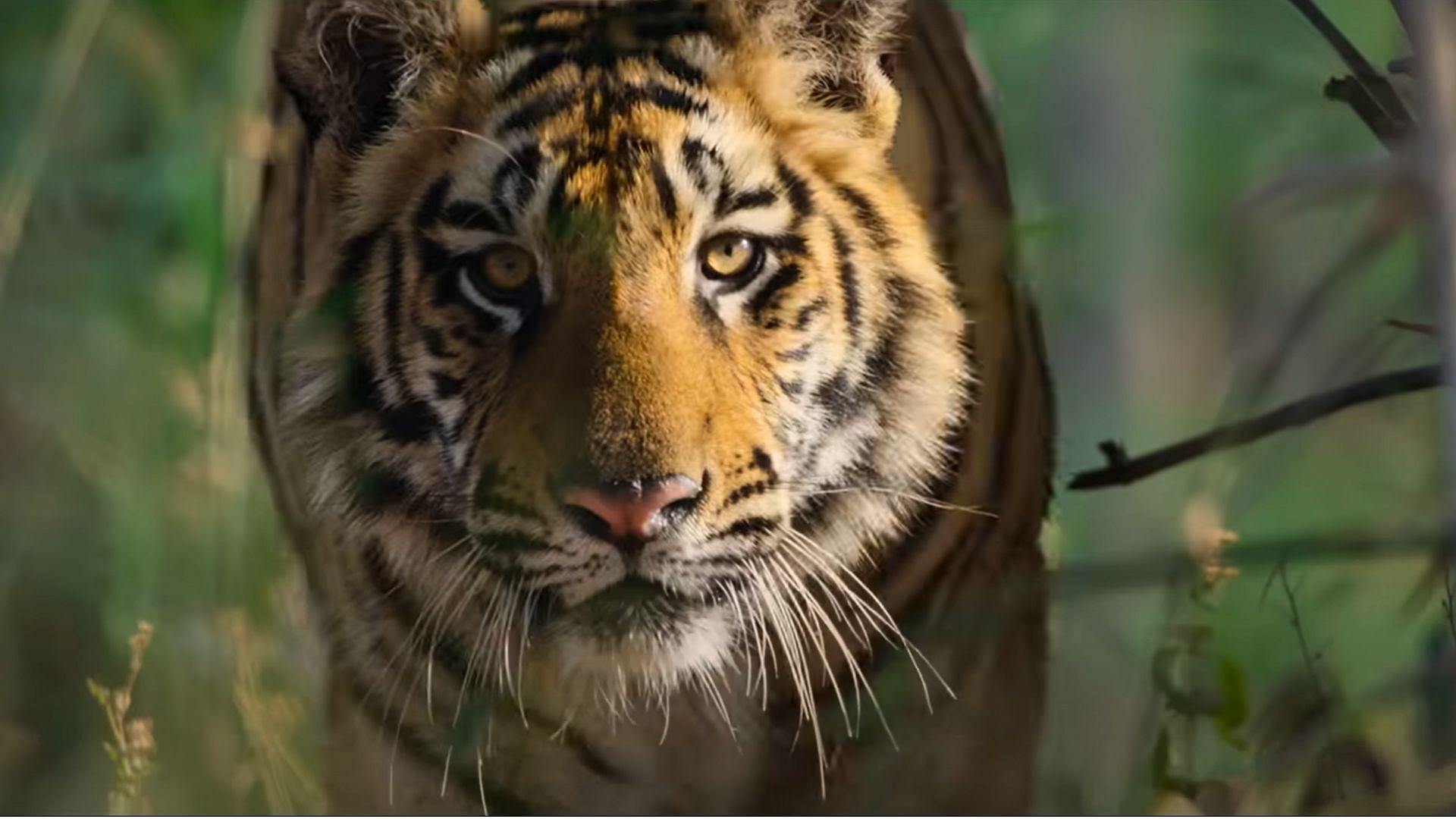 The tiger-human interaction is emphasized in the series (Image via YouTube@Disney)