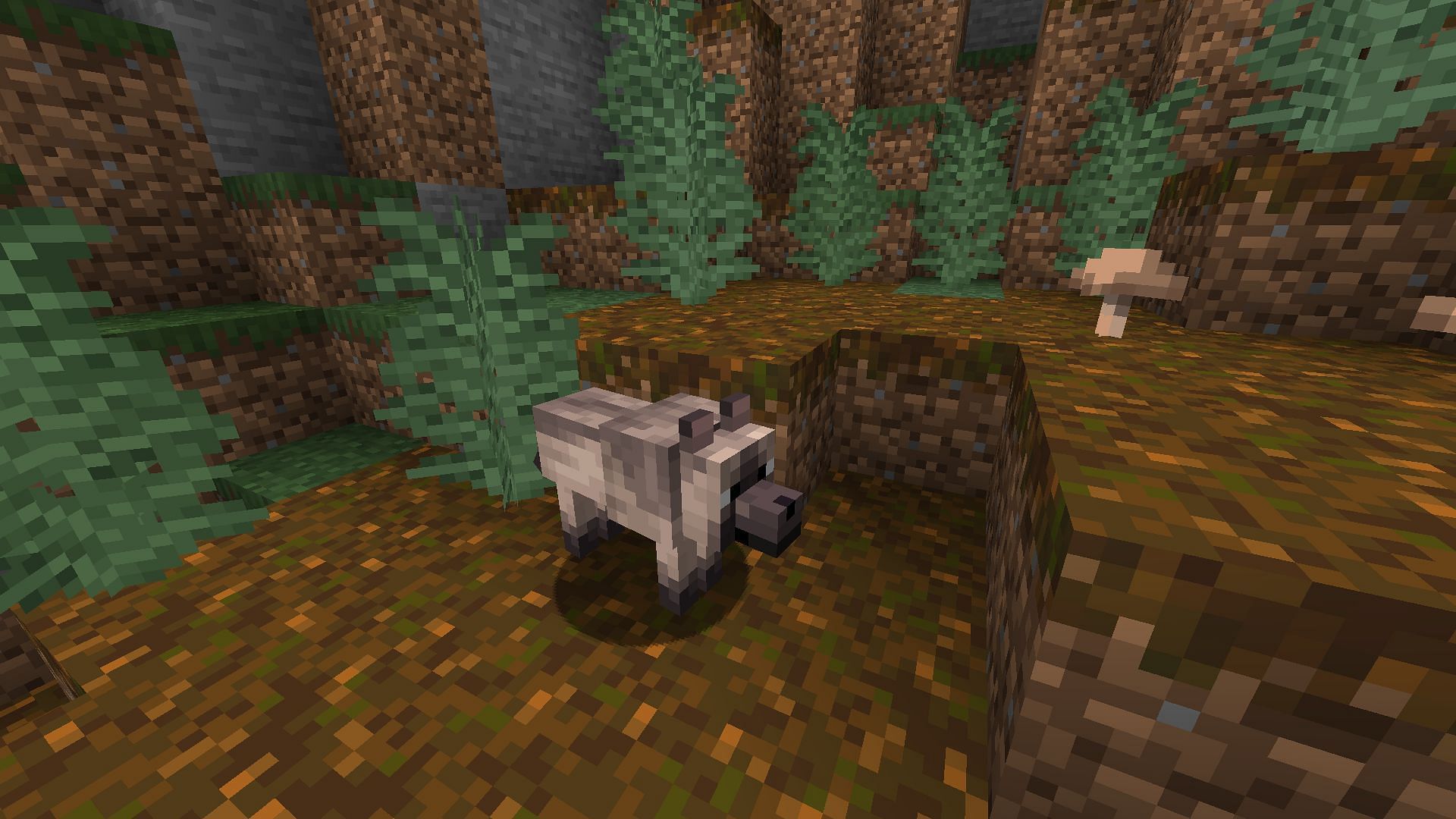 Players can find the chestnut wolf near spawn in this seed (Image via Mojang Studios)