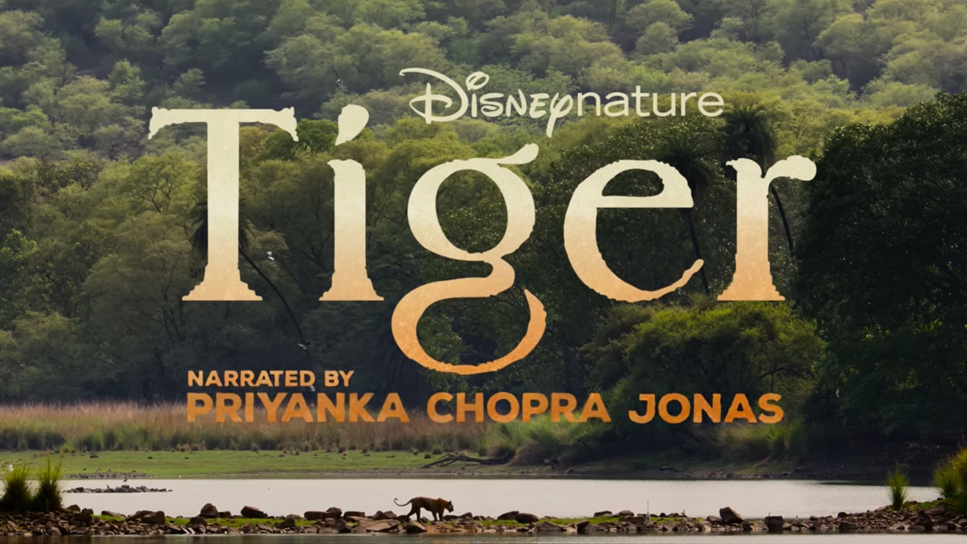 The documentary follows a young tigress Ambar (Image via YouTube@Disney)