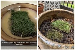 Fans reveal taking divots home from the 2024 Masters, and planting them in pots