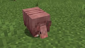 Where do armadillos spawn in Minecraft?
