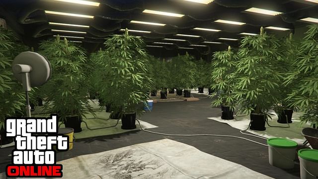 All Weed Farm locations in GTA Online in 2024