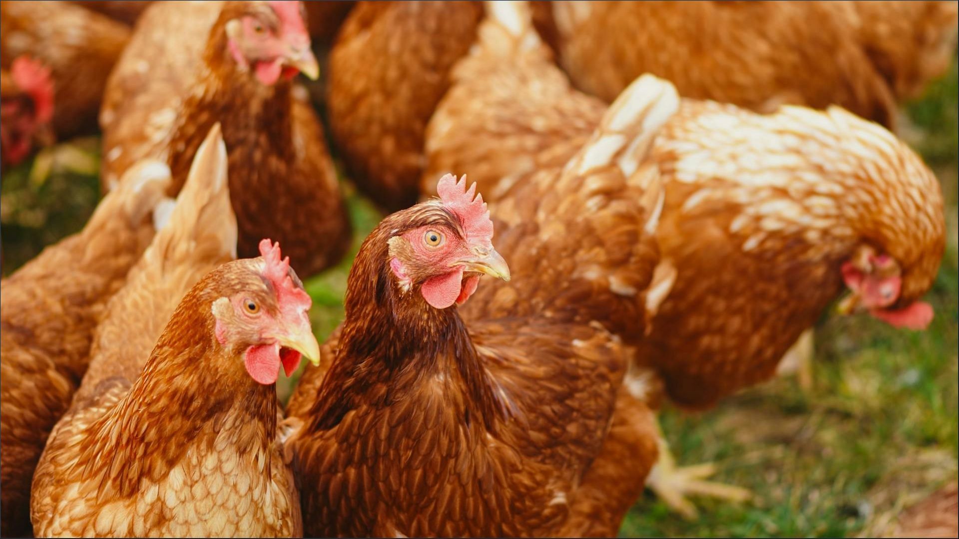 The bird flu outbreak caused the loss of over 1.6 million laying hens at the Parmer County facility (Image via Alexas Fotos / Pexels)
