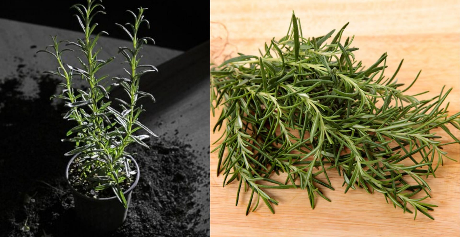 How to grow rosemary plants at home? Easy care guide