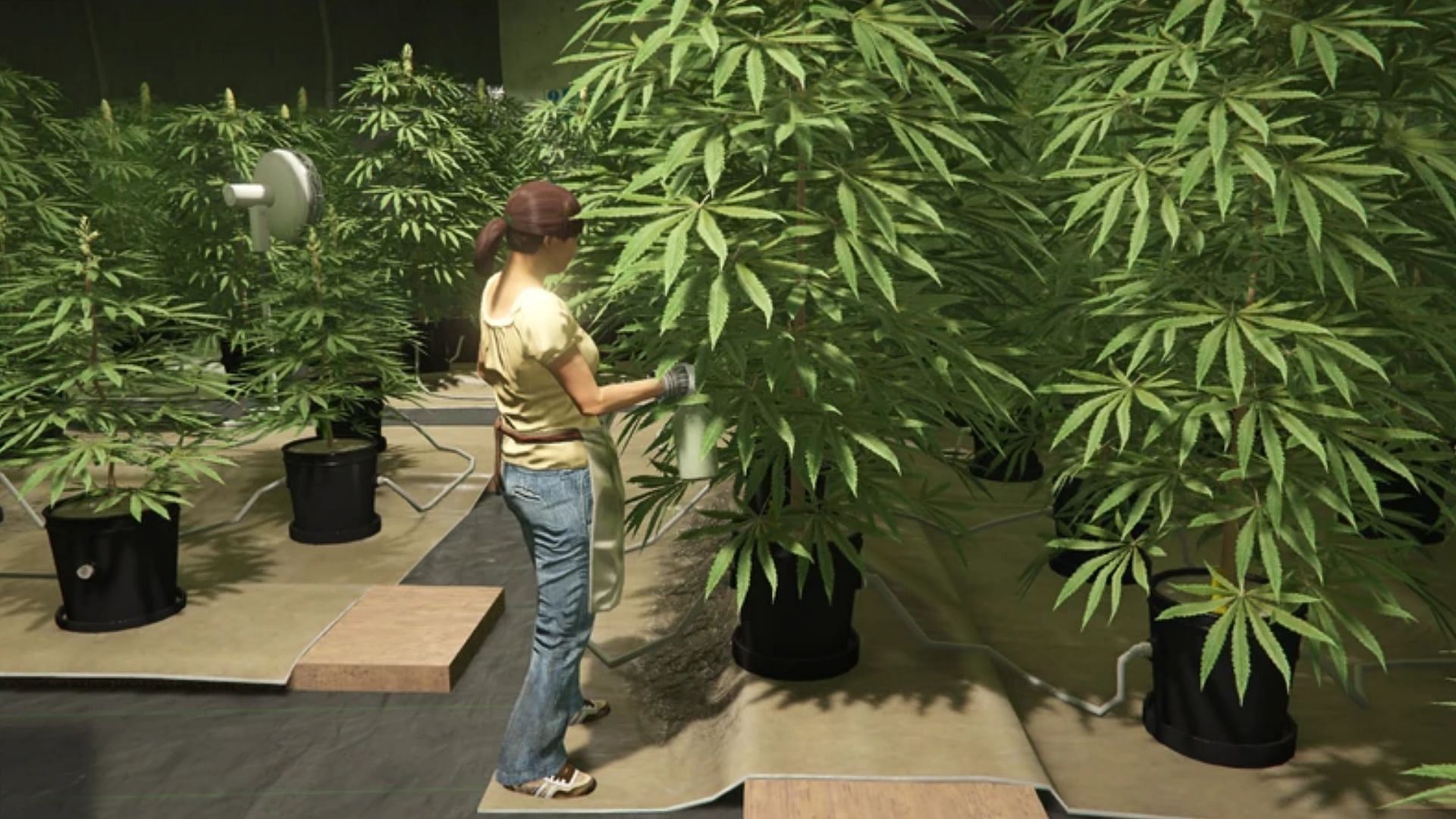 A screenshot from inside the Weed Farm in Grand Theft Auto 5 Online (Image via GTA Wiki)
