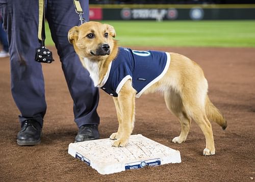 MLB Bark at the Park  (Image via Getty)