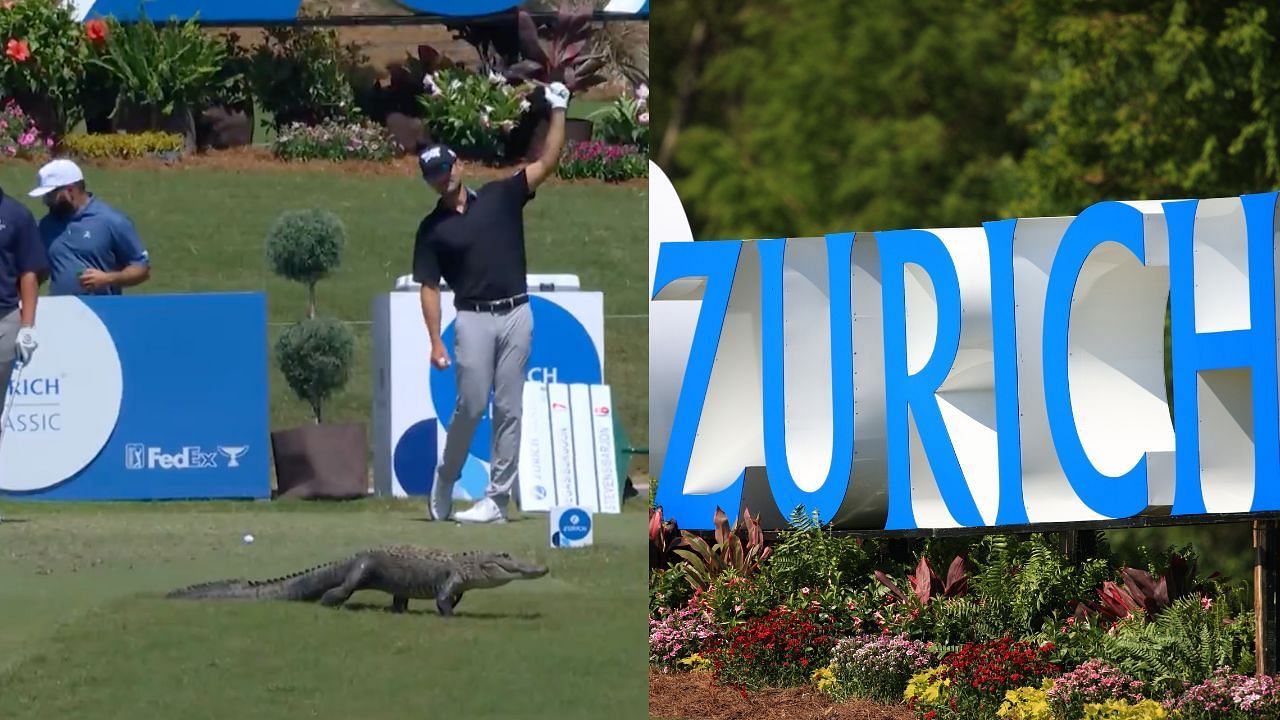 WATCH: An alligator infiltrates the field on 17th hole at Zurich Classic of New Orleans