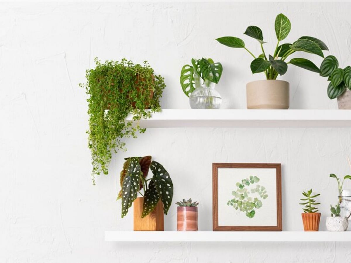 Add houseplants for improved air quality to detox your home (Image via Freepik)