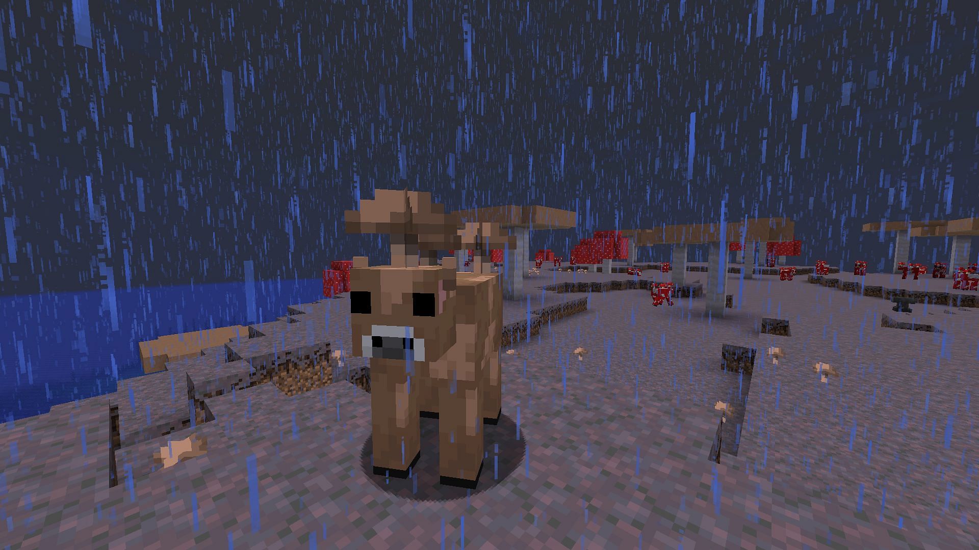 A naturally spawned brown mooshroom is one of the rarest events (Image via Mojang Studios)