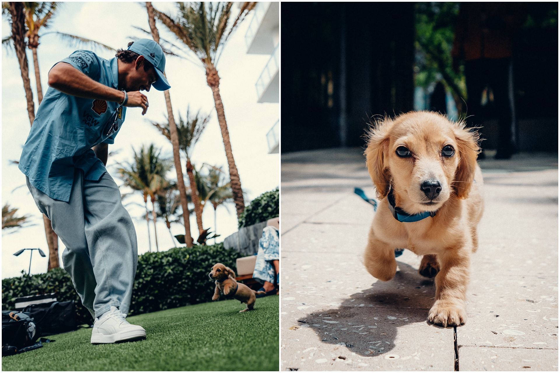 Charles Leclerc playing with his pet dog Leo at the 2024 F1 Miami Grand Prix (Images via X/@Charles_Leclerc)