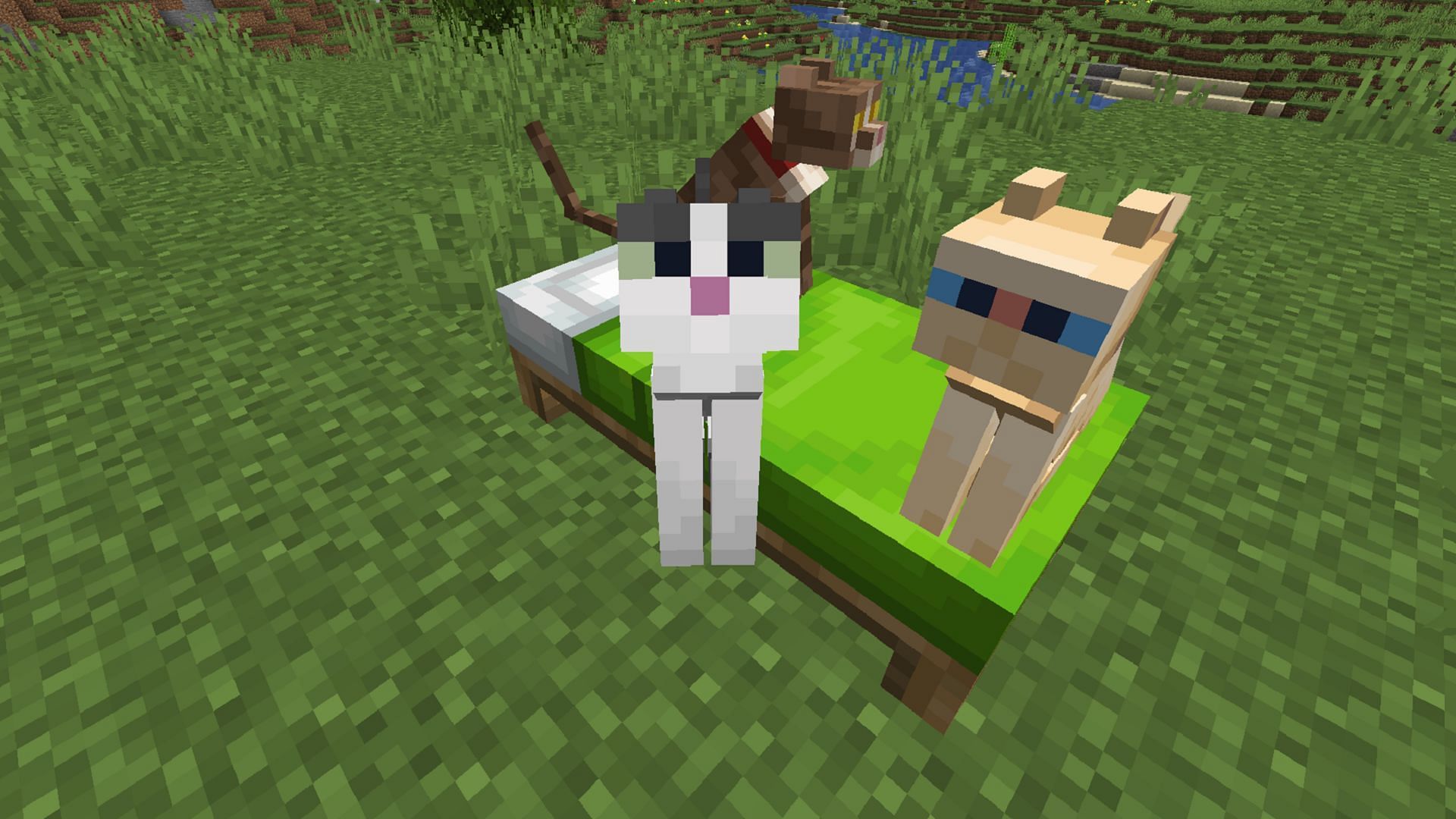 Cats already enjoy sitting on beds, but why not let them roam around beds a bit within reason? (Image via Mojang)