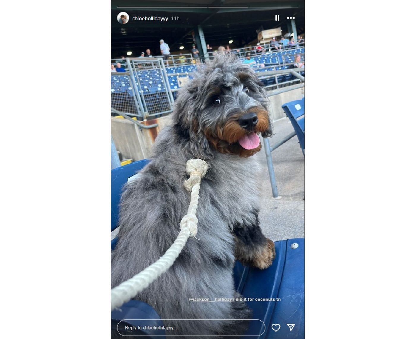 Chloe Holliday revealed that Jackson&#039;s homer was dedicated to their pup (Instagram: @chloehollidayyy)