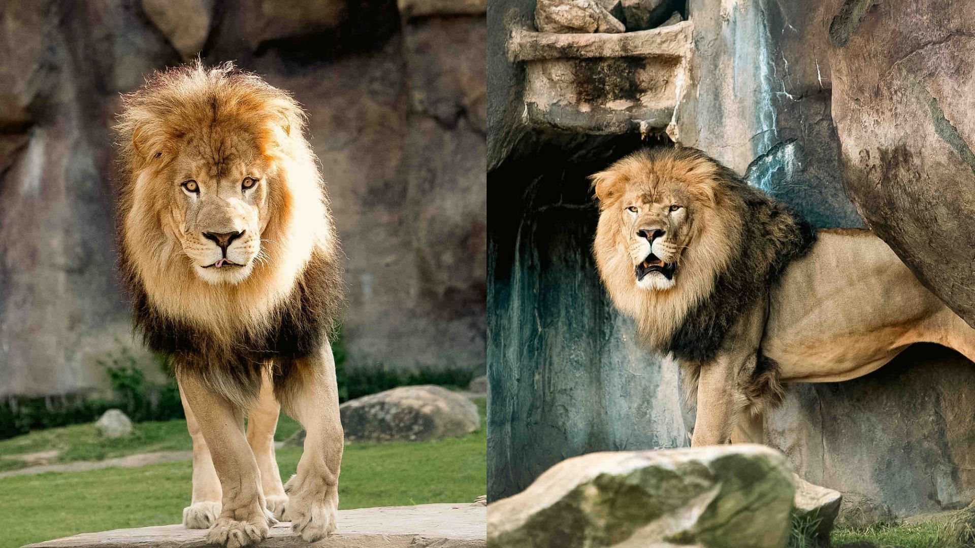 North Alabama mascot, the lion Leo III