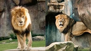 University of North Alabama loses lion mascot Leo III following brief illness