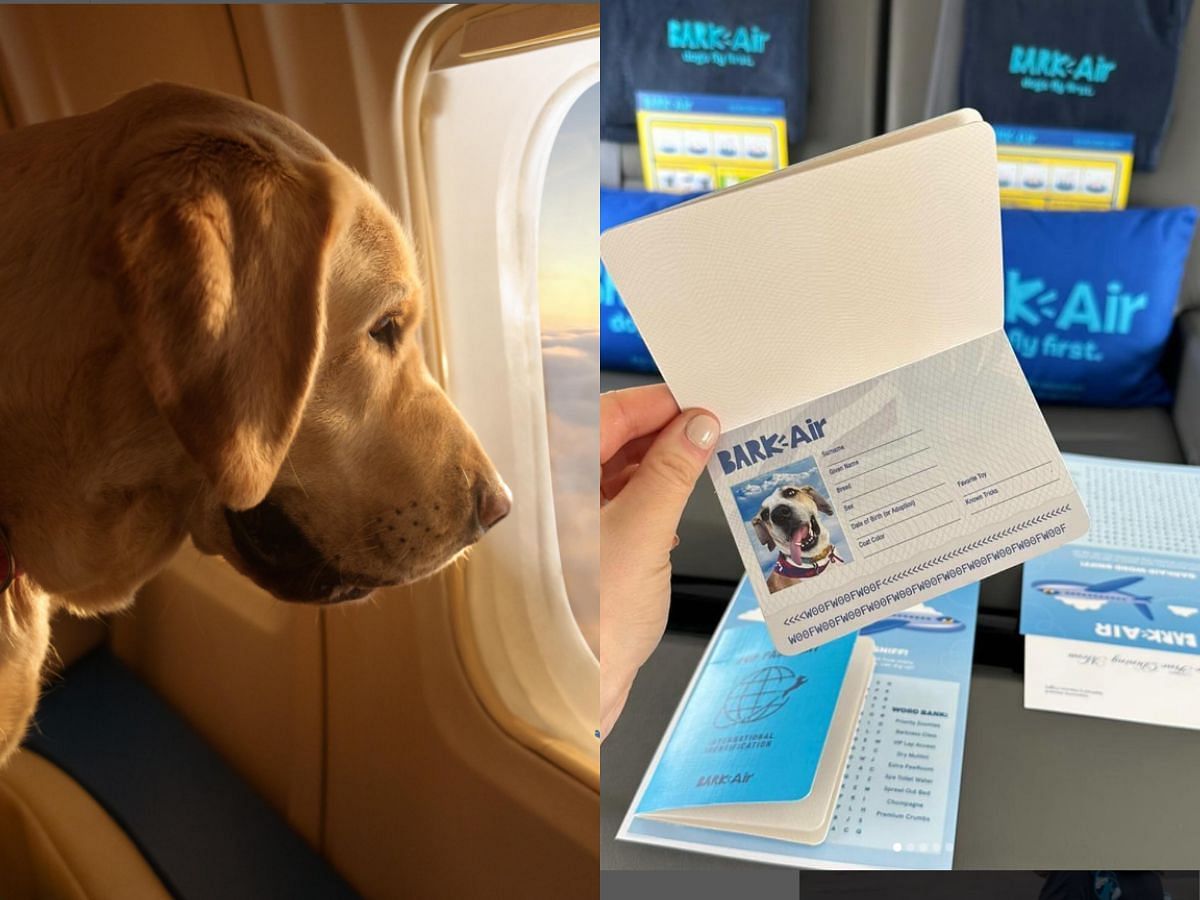 BarkAir is a special airline for dogs (Image via Instagram/ @barkair)