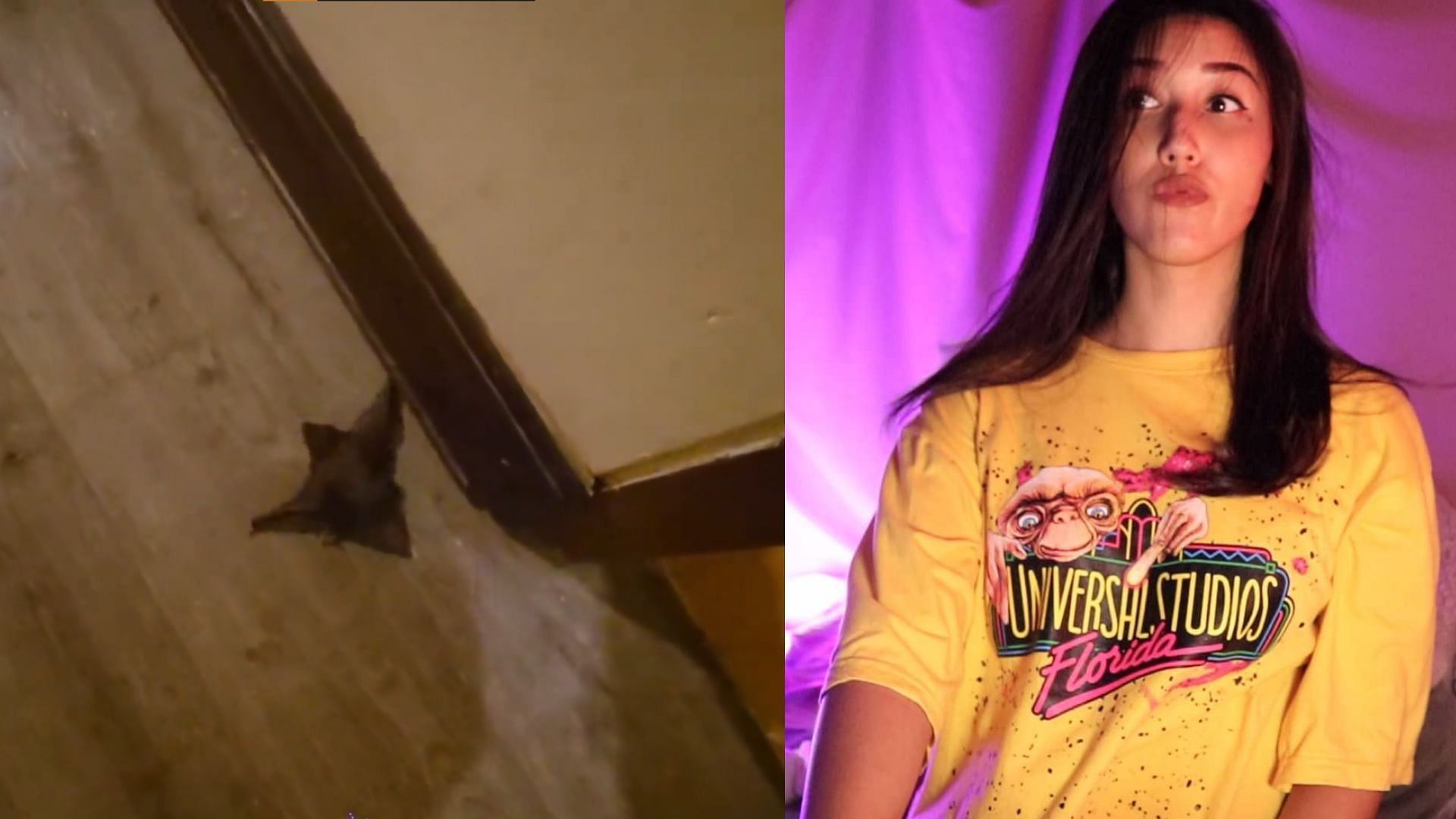 IRL Twitch streamer JustKeth encounters a bat in her hotel (Image via JustKeth/Twitch, Instagram)