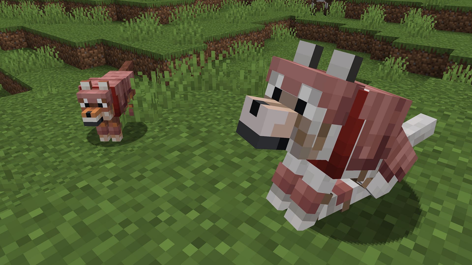 Wolves are much better combat companions thanks to Armored Paws&#039; wolf armor (Image via Mojang)