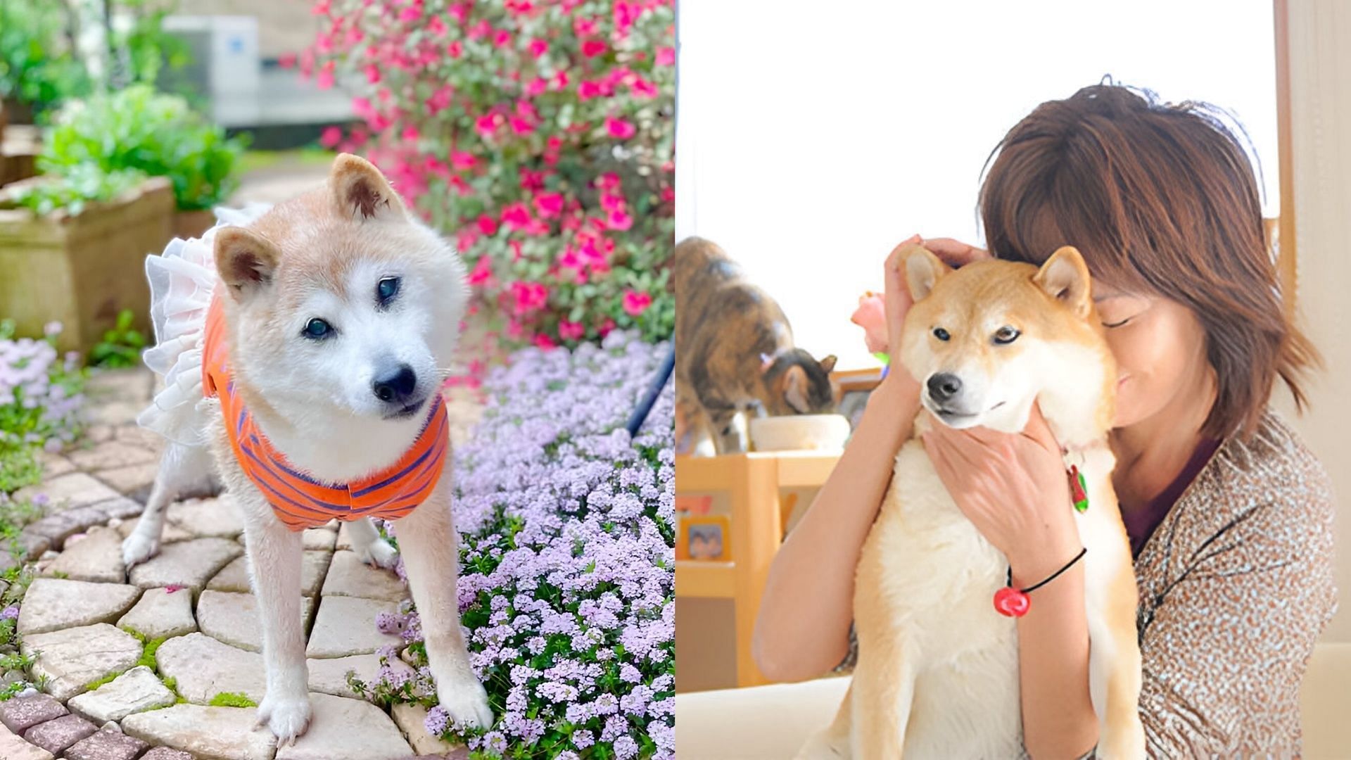 Legendary meme dog Kabosu passes away at 17. (Image via kabochan.blog.jp)