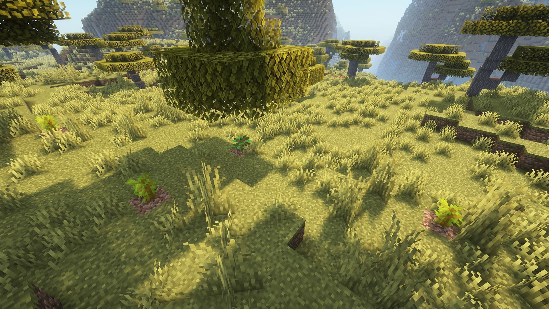 Replanting trees helps ensure that there&#039;s plenty of trees near home (Image via Mojang)