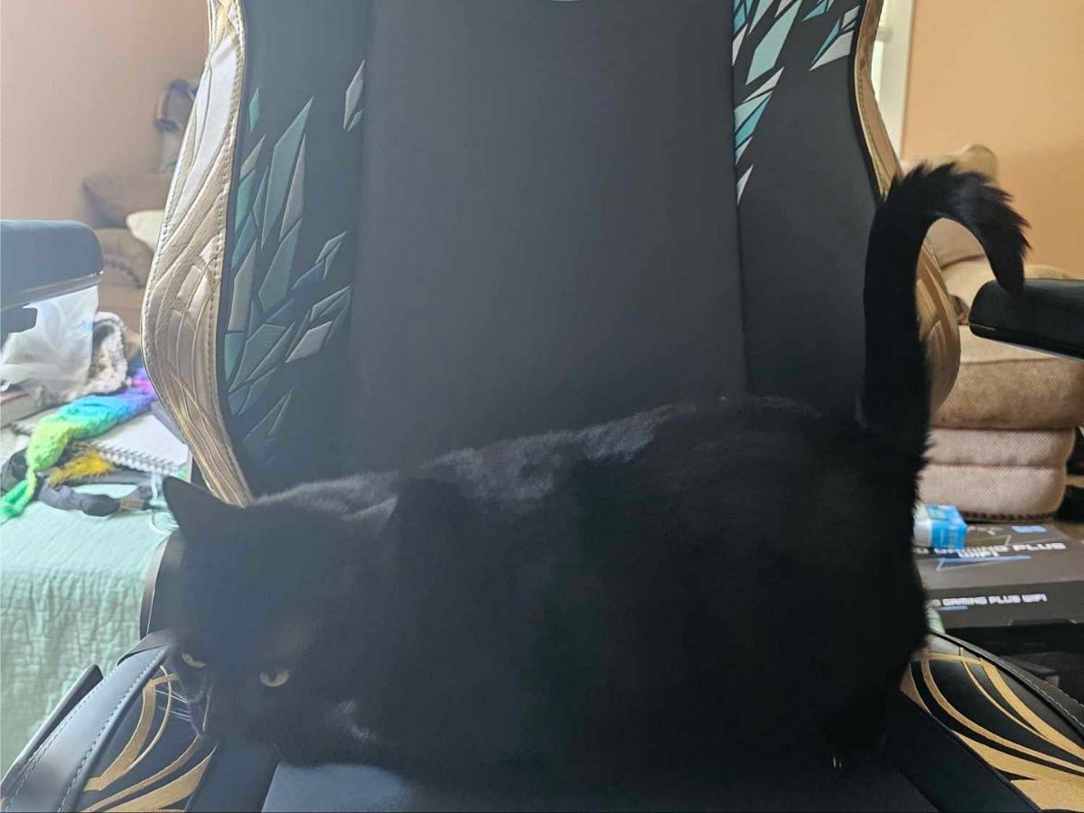 Even Lucky loves the Final Fantasy 14 chair! (Image via Secretlab)