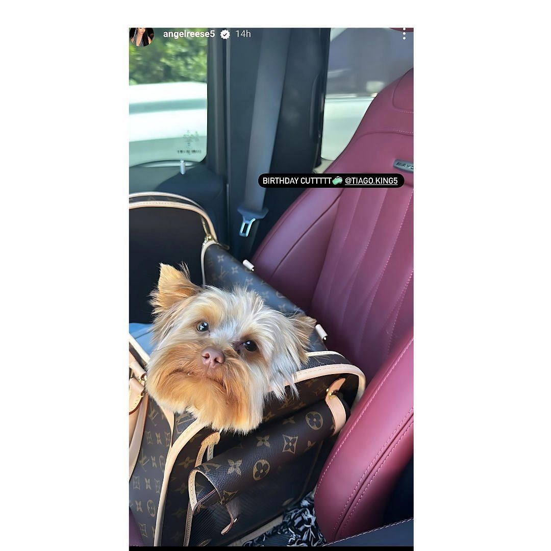 Angel Reese&#039;s pet Tiago King gets special birthday trim, chills in lavish Louis Vuitton bag