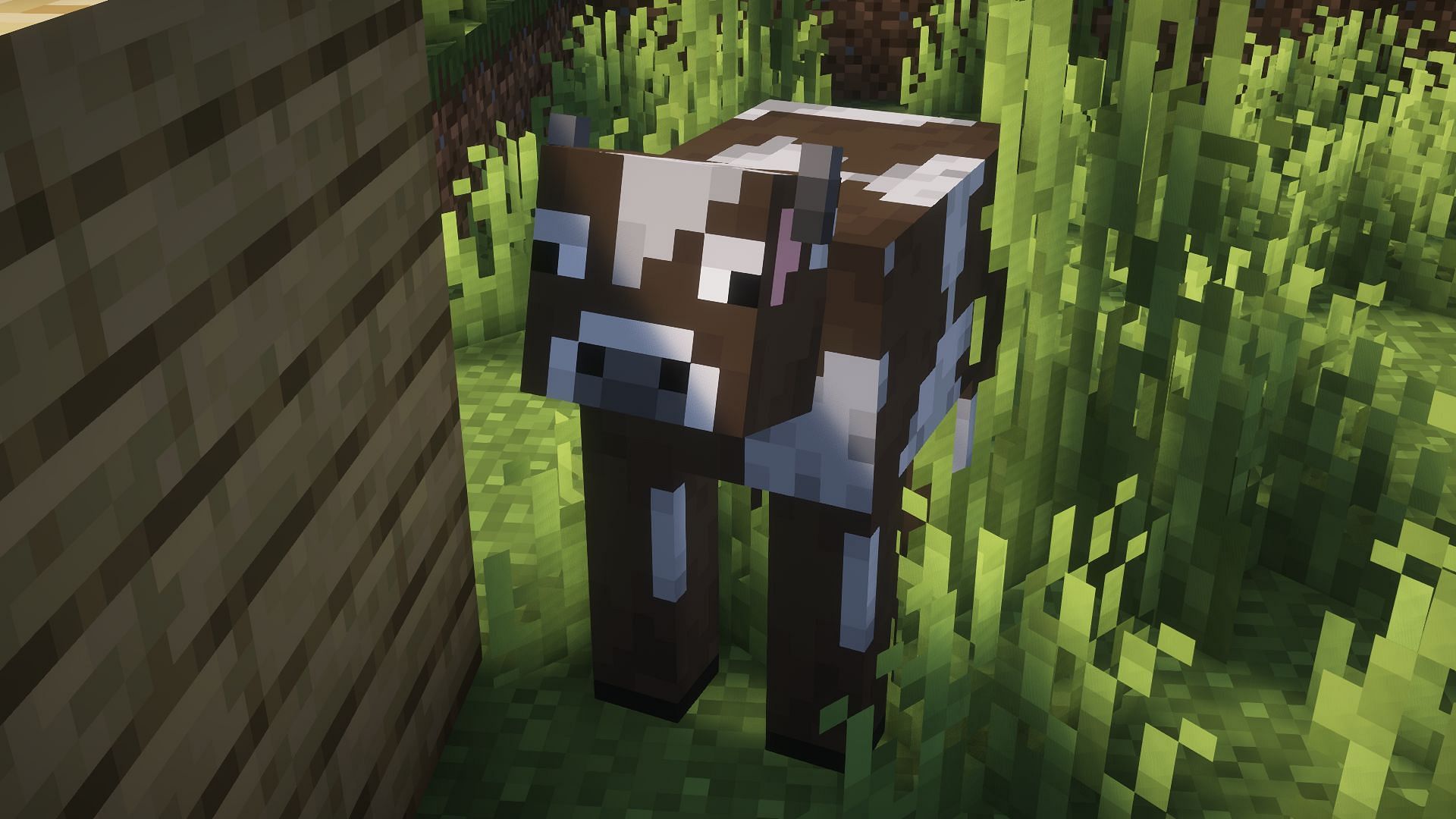 A cow in a plains (Image via Mojang)