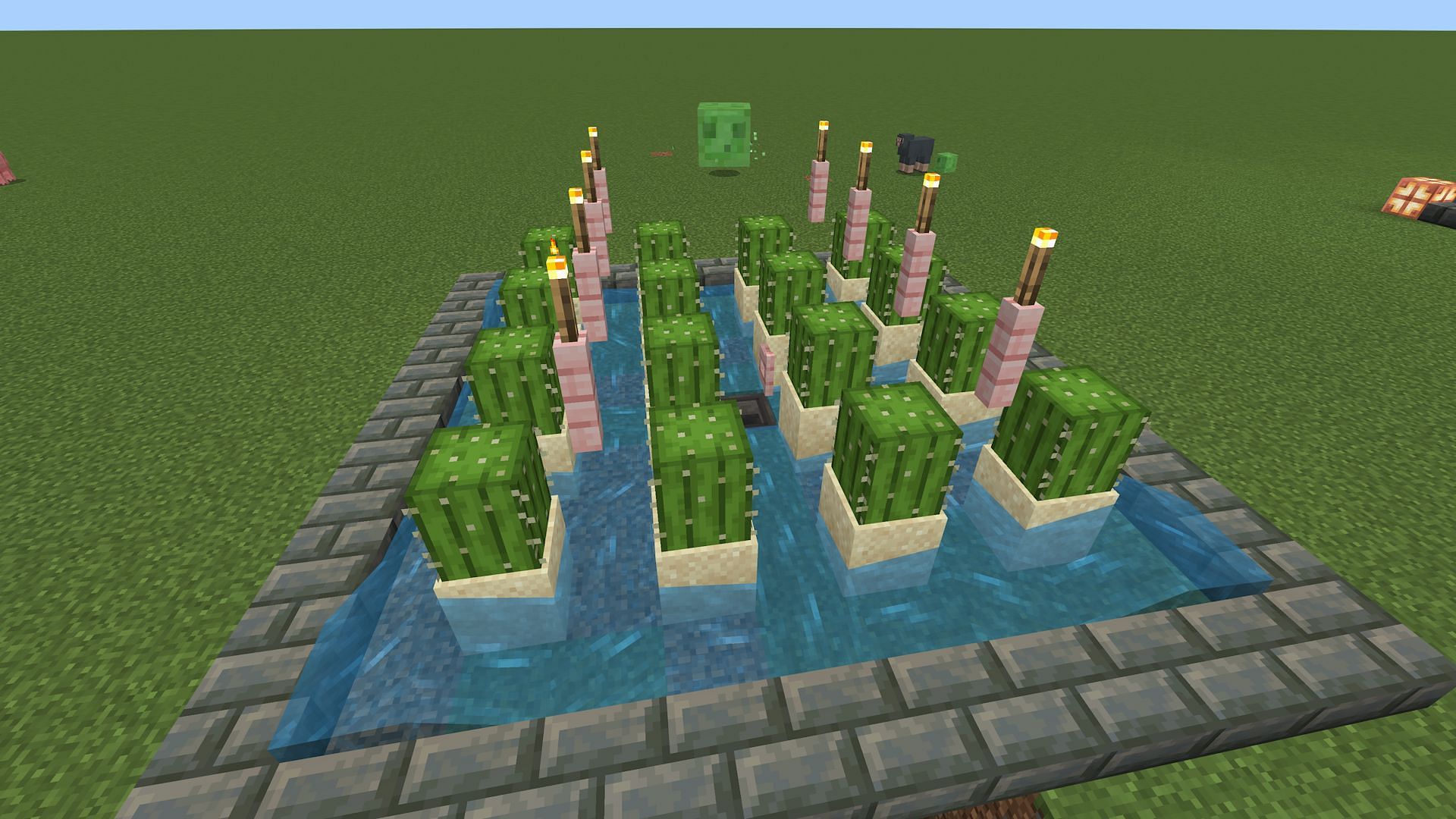 The torches are optional, as cactus doesn&#039;t require light to grow (Image via Mojang)