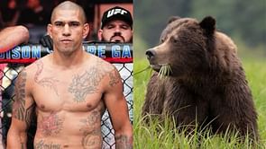 "Relax brother, he ain't Khabib" - Fans react after UFC lightweight picks Alex Pereira to dominate a grizzly bear in potential Man vs. Animal clash