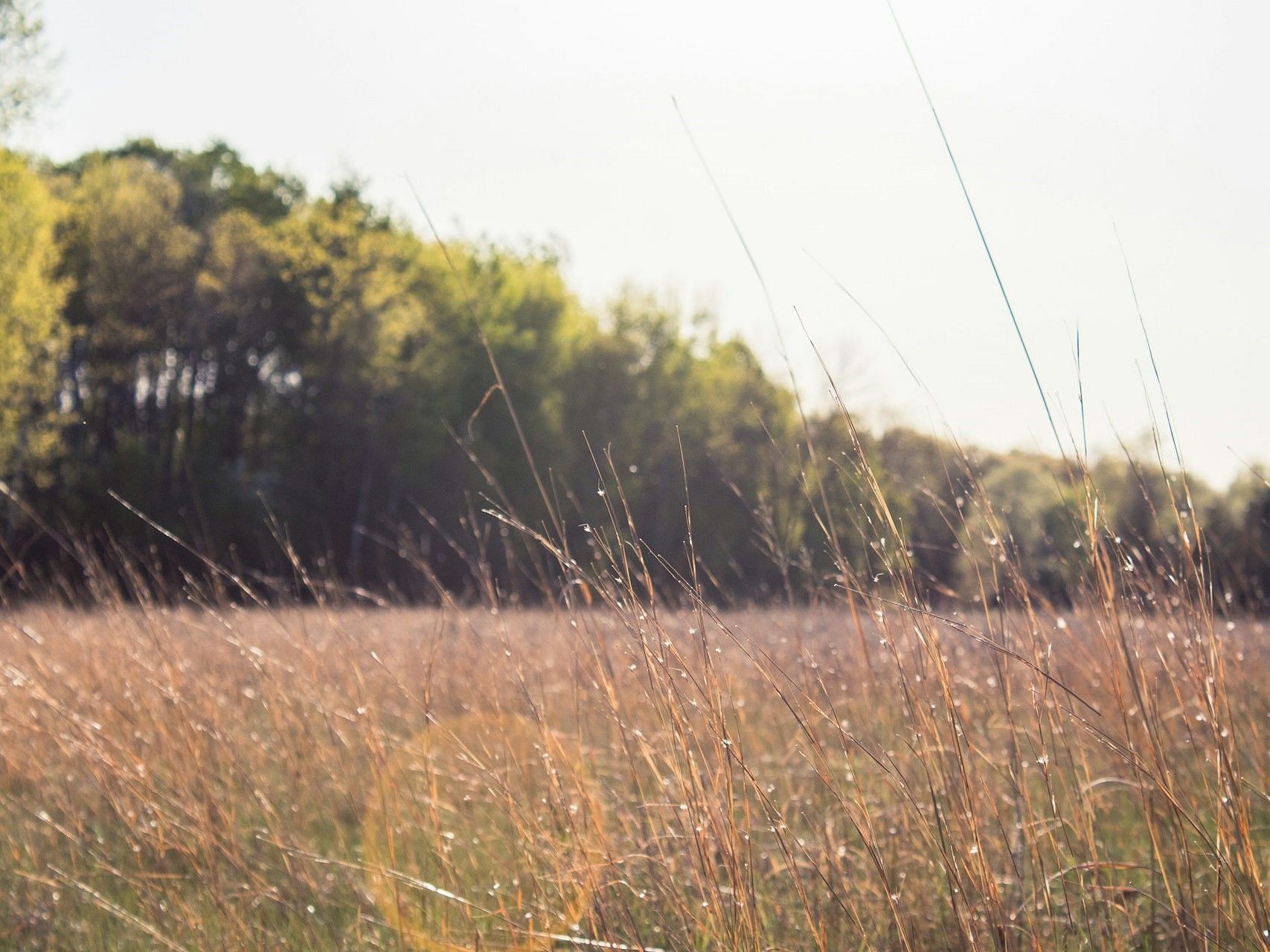 Laurie Bursey Bird was a resident of Champlin, Minnesota (Image via Unsplash)