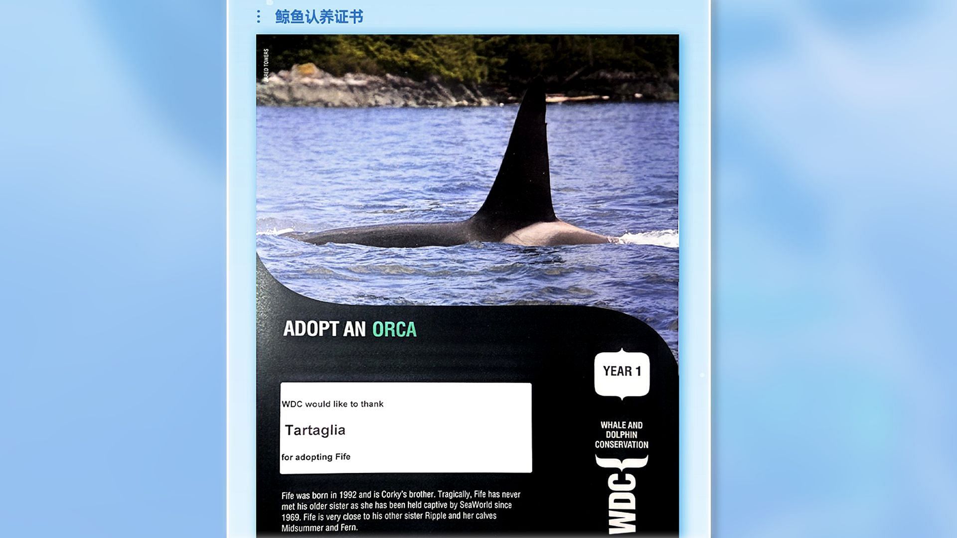 The orca adopted in Tartaglia&#039;s name (Image via Whale and Dolphin Conservation)