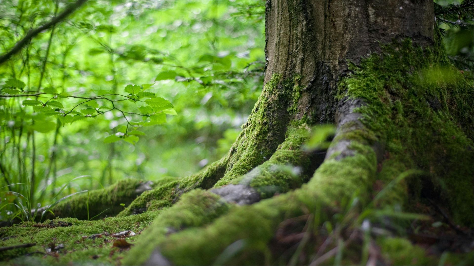 Marcus disposed of the body near the river (Image via Pexels/Mali Maeder)