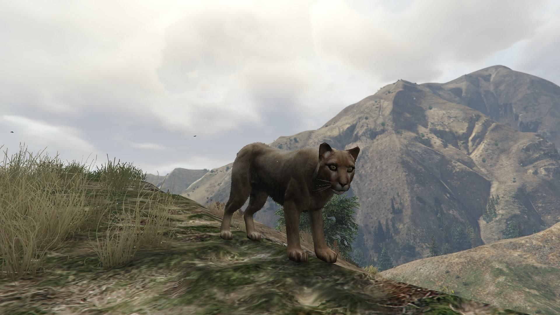 Grand Theft Auto 5 and Online&#039;s mountain lion (Image via GTA Base)