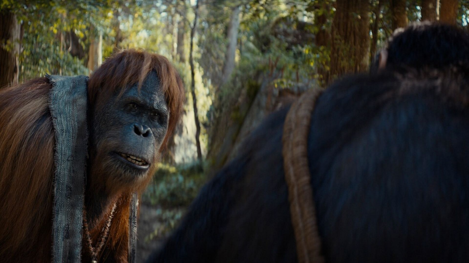 Kingdom of the Planet of the Apes is nearing the date of its digital release(Image via 20th Century Studios)