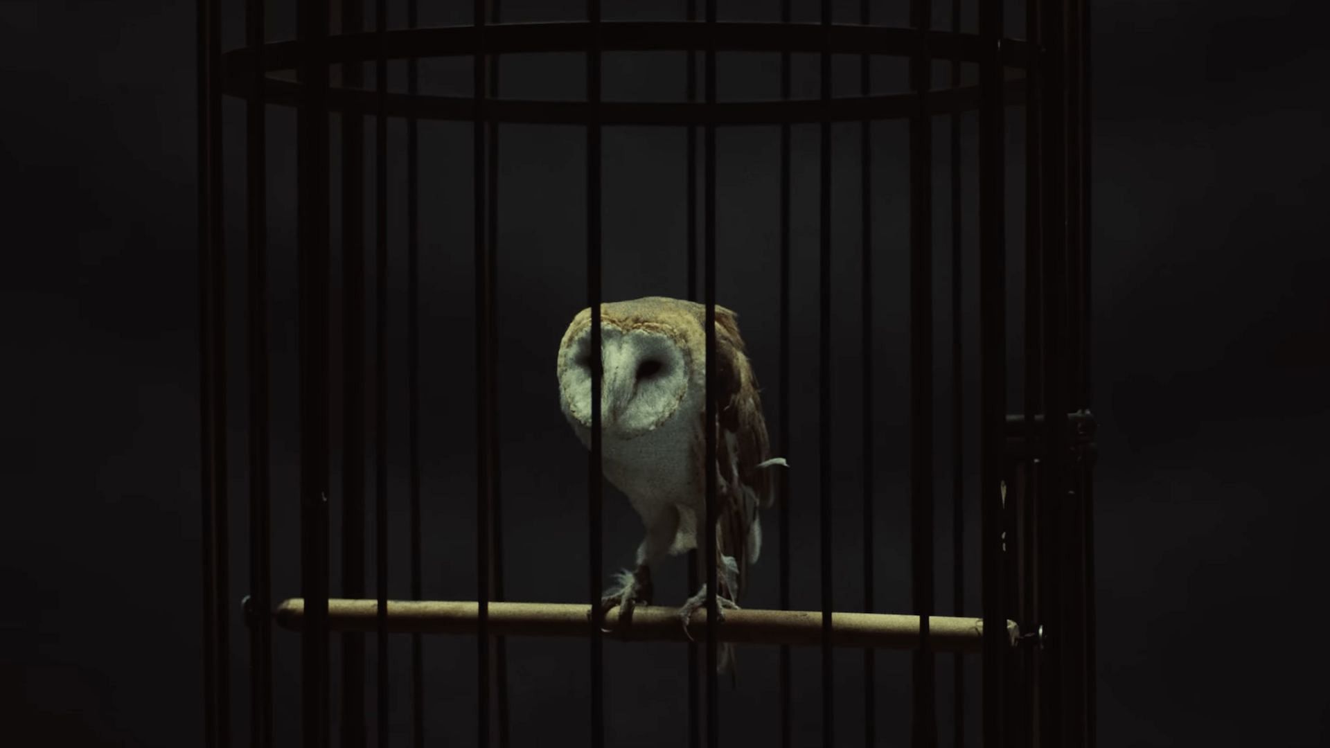 Kendrick Lamar stares down a caged owl in the music video for &#039;Not Like Us&#039; (Image via YouTube/@kendricklamar)