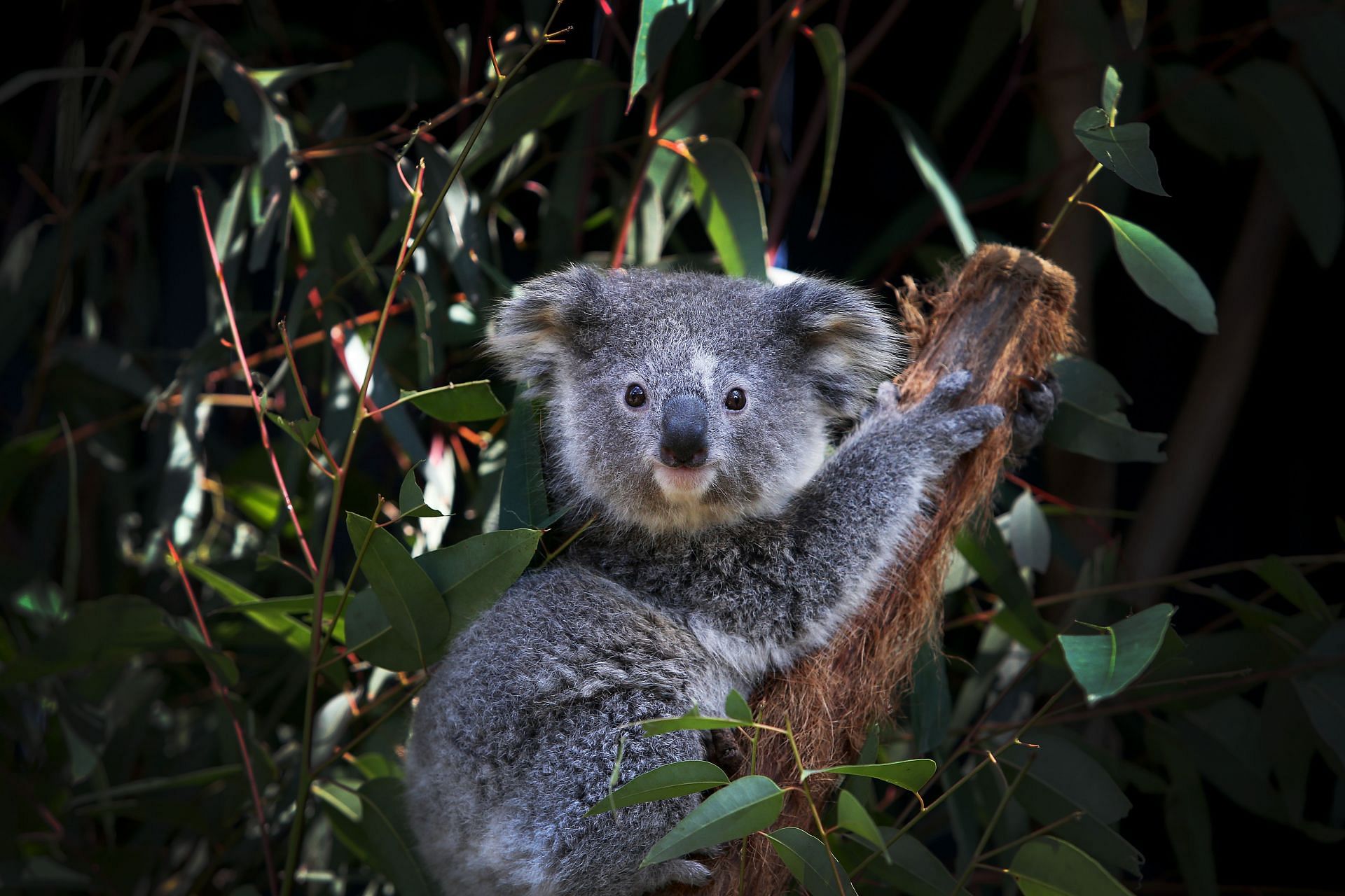 NSW Works To Save The Koala As Bushfires, Habitat Loss And Disease Threaten Future Of Australia&#039;s Iconic Animal (Photo by Lisa Maree Williams/Getty Images)