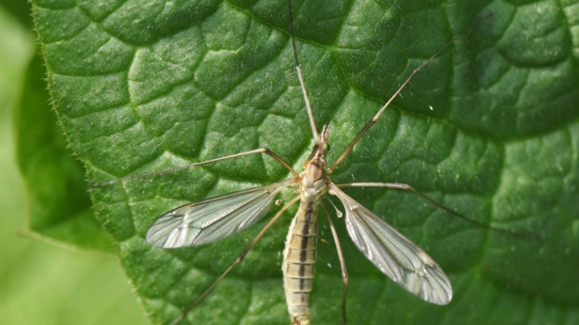 The insect Tipula Vernalis, or Daddy Long Legs (via Sandra Standbridge/Getty Images)