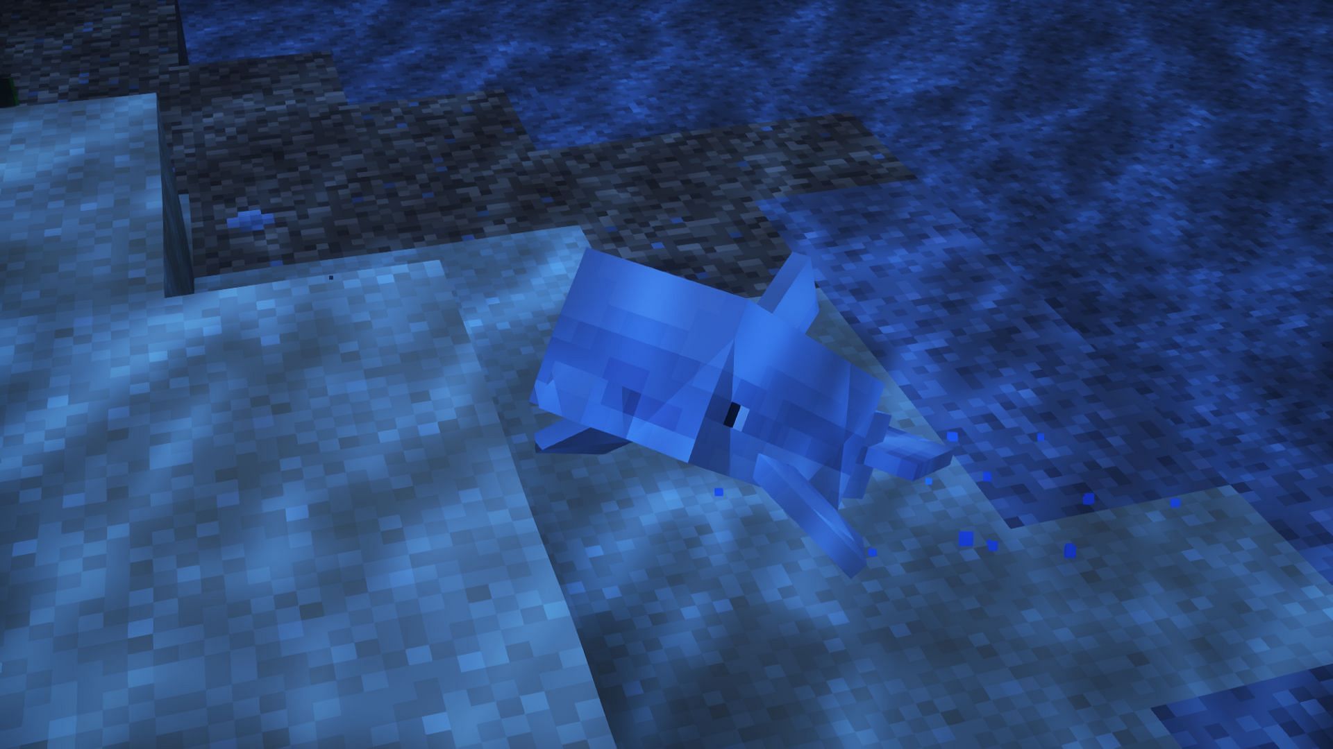 A dolphin looking at the player (Image via Mojang)